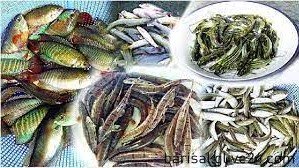 দেশের ৪৯ উপজেলায় দেশীয় প্রজাতির মাছ ও শামুক উন্নয়ণ প্রকল্পে কাজ এগিয়ে চলছে