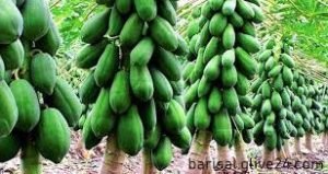 বরিশালে পেঁপে চাষ করে স্বাবলম্বী চাষিরা