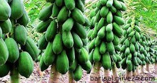 বরিশালে পেঁপে চাষ করে স্বাবলম্বী চাষিরা