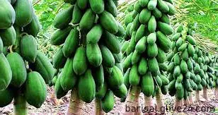 বরিশালে পেঁপে চাষ করে স্বাবলম্বী চাষিরা