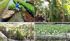 বরিশালে বিষমুক্ত সবজি চাষ এনে দিয়েছে সমৃদ্ধি